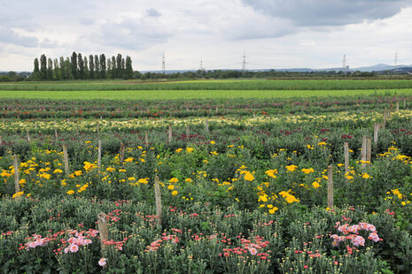 Blumenwiese